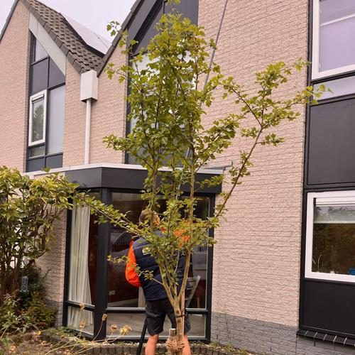 Reinigen elementen en installeren van vogelwering woning Heerhugowaard September 2024